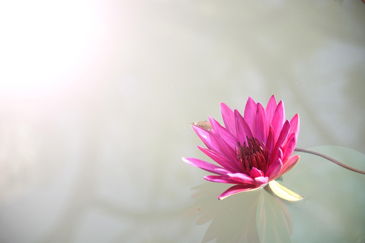 100 Percent Lotus365 Apk Download Review 2026: Bonus, App, Withdrawal Tested